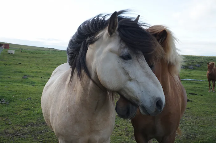 Foto Islandských koní
